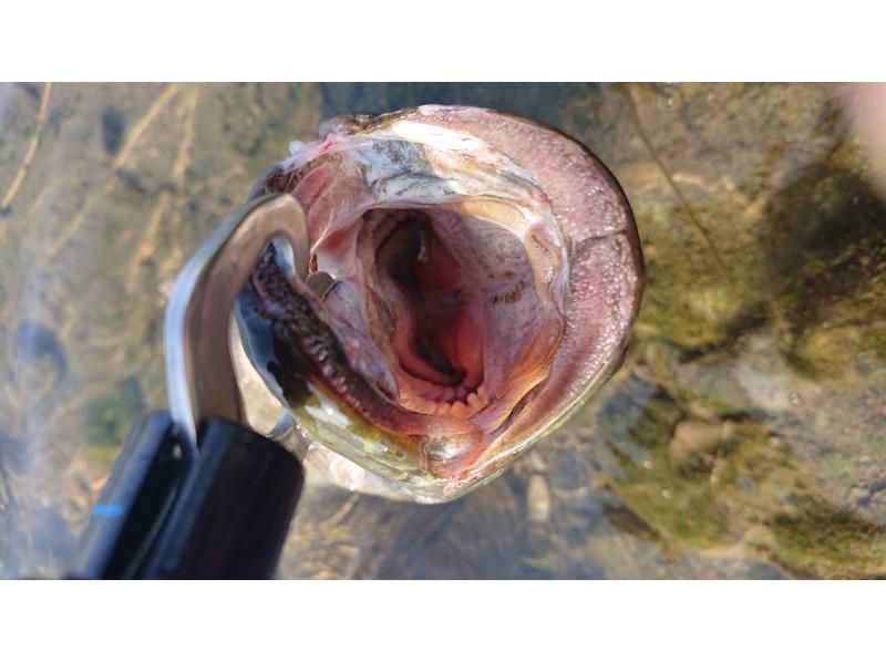 【東京都調布市】　夏休み自由研究全4回テーマ”川魚釣り三昧”どっつぷり学ぶ4日間金曜コース8月1日8日22日29日の紹介画像