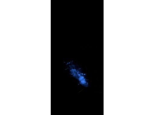【東京・神津島】船で行く!!「夜光虫」ナイトクルージング！！の画像
