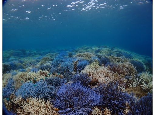 【石垣島・初心者OK】\南国サンゴの楽園ダイブ１日体験ダイビングツアー/ 2dive(2dive目シュノーケルに変更OK)器材レンタル込の画像