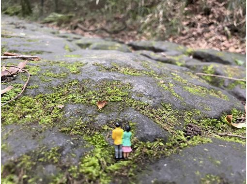 [Kanagawa, Hakone, Miyanoshita] Hakone Old Tokaido Stone Pavement Moss Watching Tourの画像