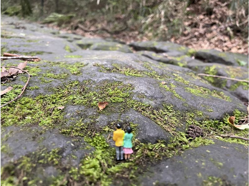 [Kanagawa, Hakone, Miyanoshita] Hakone Old Tokaido Stone Pavement Moss Watching Tourの紹介画像