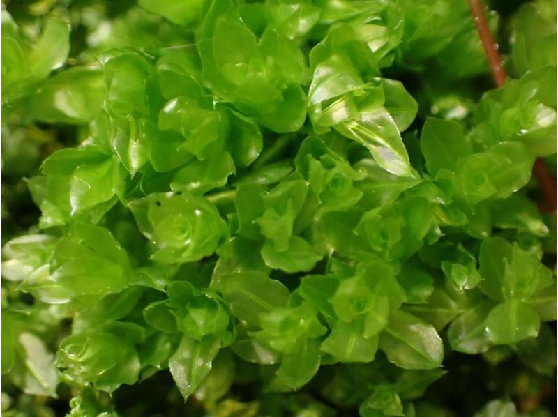 【神奈川・箱根・宮ノ下】畑宿・400年の歴史 茶屋と古道と苔あるき