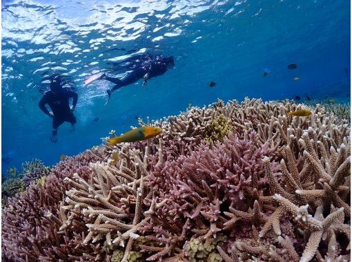 [Okinawa, Yaebiji] (Morning tour) Yaebiji snorkeling experience & glass-bottom boat experience - Be amazed by the colorful coral! If you're lucky, you might even see sea turtles!の画像