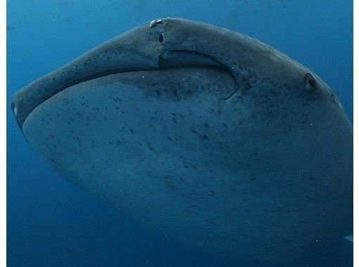 【青の洞窟&ジンベエザメ】豪華2ダイブセット★写真、動画取り放題★追加料金なしの画像