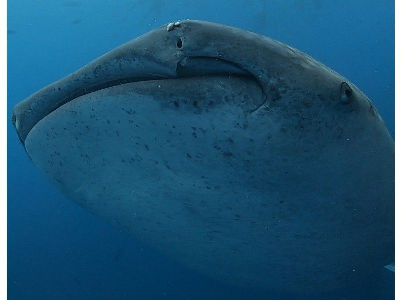 【青の洞窟&ジンベエザメ】豪華2ダイブセット★写真、動画取り放題★追加料金なしの紹介画像