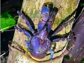 [Ishigaki Island] Coconut crab night with starry sky photos {The most comfortable and safest place in Ishigaki Island!!} I don't like bugs. I don't want to sweat! That's fine for those too!!
