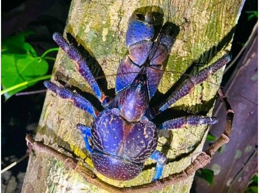【石垣島】ヤシガニナイト星空フォト付き《石垣島でいちばん楽ちん＆安全!!》虫が苦手。汗をかきたくない!そんな方も大丈夫!!の画像