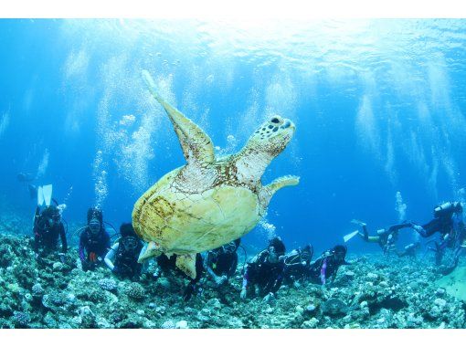 [Day trip to the sea from Yokohama] Even beginners can feel at ease ♪ Trial diving courseの画像