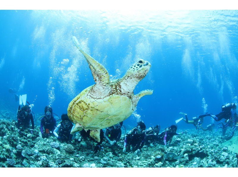 [Day trip to the sea from Yokohama] Even beginners can feel at ease ♪ Trial diving courseの紹介画像