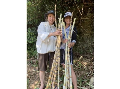 Sugarcane harvesting experience & popular sea turtle snorkeling tourの画像