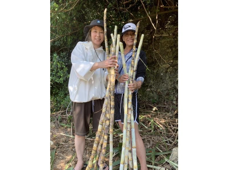 Sugarcane harvesting experience & popular sea turtle snorkeling tourの紹介画像