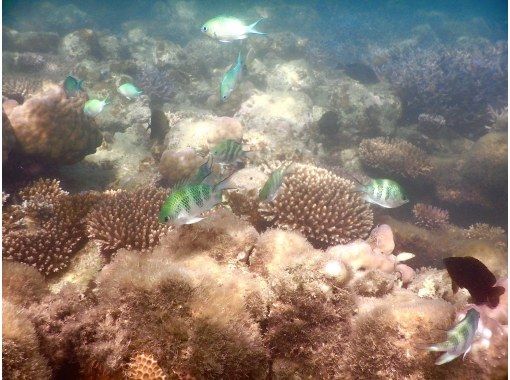 [冲绳，石垣岛]海上皮划艇和浮潜之旅★岛民导游！★含午餐（五花肉咖喱）！★小团体！の画像