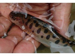 【北広島・恵庭】お子様でも楽しめる!!札幌近郊jのマチナカ河川で愉しむ川釣り体験