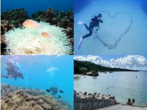 ＼那覇から送迎付きでお得に潜ろう☆／北部・ゴリラチョップ　ビーチ体験ダイビング　目の前に来る魚たちに大興奮間違いなし！