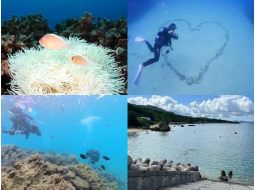 ＼那覇から送迎付きでお得に潜ろう☆／北部・ゴリラチョップ　ビーチ体験ダイビング　目の前に来る魚たちに大興奮間違いなし！の画像