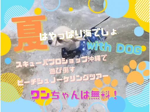 【沖縄本島南部・ジョン万ビーチ】ペット同伴できるシュノーケリングで沖縄の海を楽しもう！ウミガメに出会えたらラッキー☆の画像