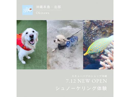 【沖縄本島・ゴリチョ】犬無料！ペットとシュノーケリング（半日コース）2名様より￥3000割引適用☆犬種不問！手ぶらで遊べる！の画像