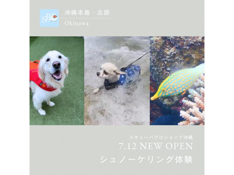 【沖縄本島・ゴリチョ】犬無料！ペットとシュノーケリング（半日コース）2名様より￥3000割引適用☆犬種不問！手ぶらで遊べる！の紹介画像