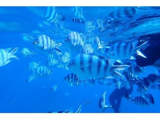 【沖縄本島・どこでも選べるビーチ】初心者大歓迎！ビーチダイビング☆レンタカー不要・送迎代込み！年齢制限なし！プチ観光で沖縄を満喫！の画像