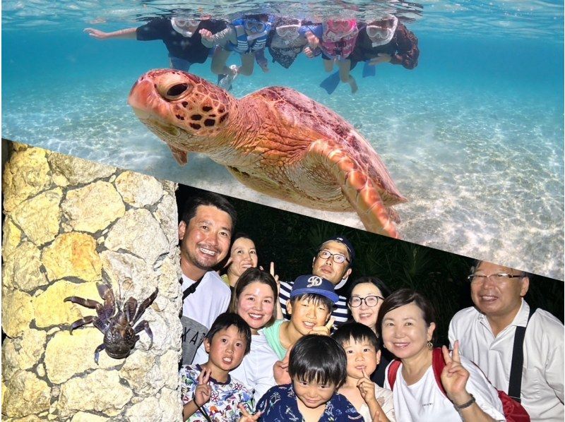宮古島《生き物好き必見！》宮古島の生き物大観察！【ウミガメシュノーケル&ナイトツアー】★当日予約OK！★撮影データ無料の紹介画像