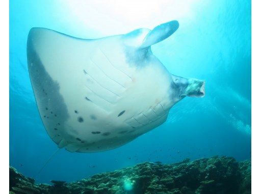 [Ishigaki Island/Half-day] Enjoy Ishigaki Island's ocean privately with peace of mind, even for beginners and families with small children!の画像