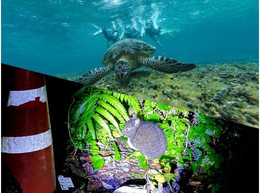 奄美大島【当日予約可能】シュノーケル＆ナイトツアー(180分)【お得なセットプラン】★口コミ投稿でGoProドローン撮影データプレゼント★の画像