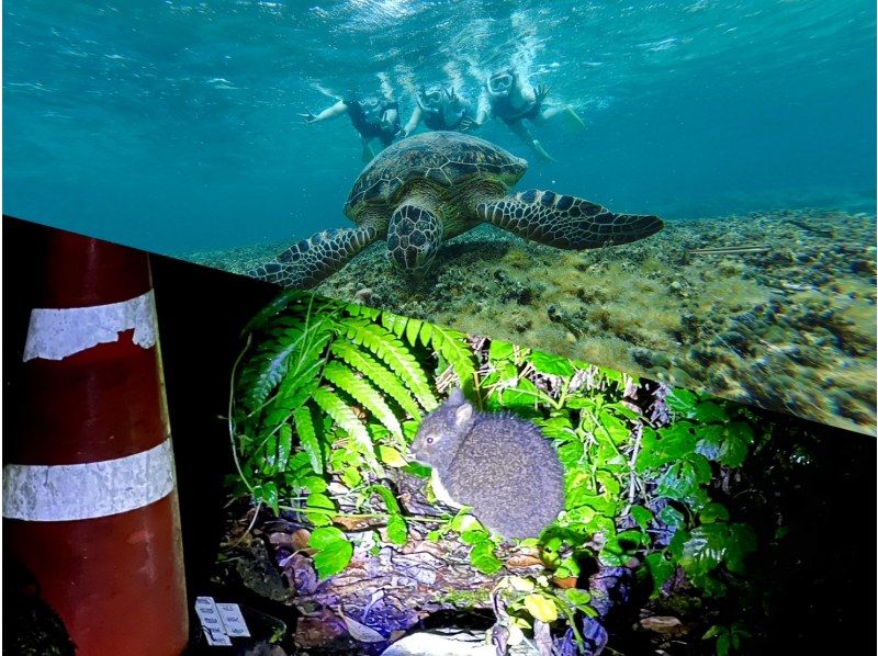 奄美大島【当日予約可能】シュノーケル＆ナイトツアー(180分)【お得なセットプラン】★口コミ投稿でGoProドローン撮影データプレゼント★の紹介画像