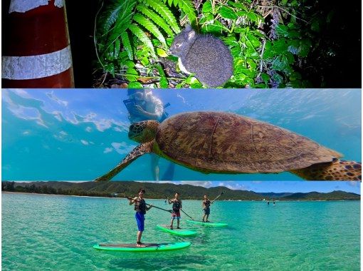 奄美大島【当日予約可能】SUP+シュノーケル+ナイトツアー（240分）【お得なセットプラン】★ドローン空撮等写真のプレゼントあり★の画像