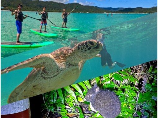 奄美大島【当日予約可能】SUP+シュノーケル+ナイトツアー（240分）【お得なセットプラン】★ドローン空撮等写真のプレゼントあり★の画像