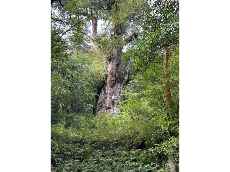 世界自然遺産・屋久島】屋久島の自然の歴史を感じられる「縄文杉