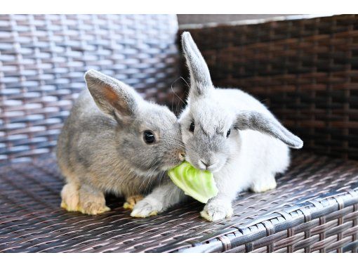 [Wakayama, Gobo] Animal interaction experienceの画像