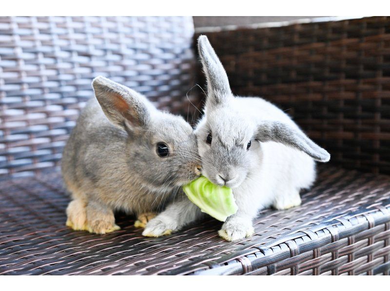 【和歌山・御坊】アニマル触れ合い体験の紹介画像