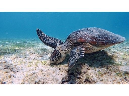 【沖縄・宮古島】家族で安心♪シュノーケル！ウミガメ遭遇率◎ クマノミも！（手ぶらで参加OK）の画像