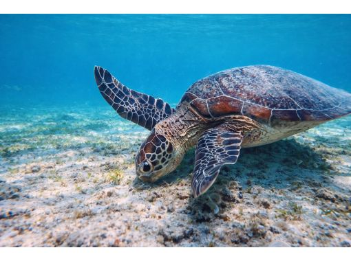 【沖縄・宮古島】家族で安心♪シュノーケル&times;GoPro or insta360無料貸し出し中！ウミガメ遭遇率◎ クマノミも（手ぶらで参加OK）の画像