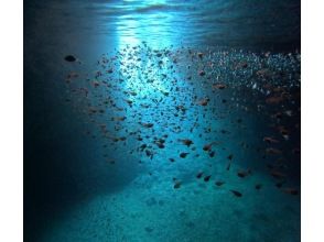 [Onna Village, Okinawa] Head to the most popular "Blue Cave" in Okinawa! Enjoy a casual snorkeling adventure! Boat entry so you can enjoy it while traveling ♪