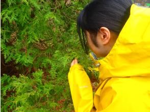 [Kuromatsunai Town, Hokkaido] A guided walk through a relaxing beech forest that sharpens your senses ♪