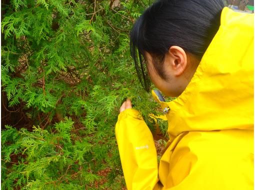 【北海道・黒松内町】五感をとぎ澄ます　「癒し」のブナ林ガイドウォーク♪の画像