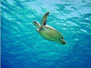 無人島（チービシ諸島）にてシュノーケル&スキンダイビング