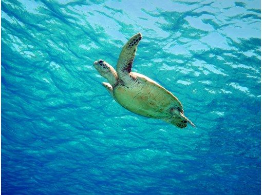 Snorkeling and skin diving at uninhabited islands (Chibishi Islands)の画像