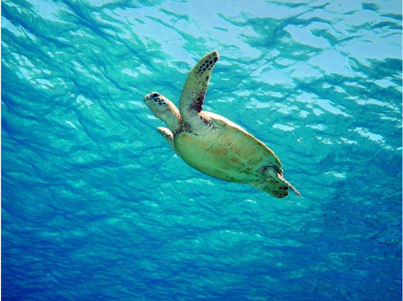 無人島（チービシ諸島）にてシュノーケル&スキンダイビングの紹介画像