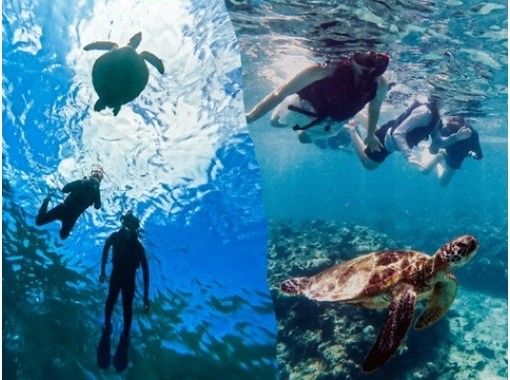 格安ツアー【ウミガメ遭遇率99％】1.5時間★当日予約OK★ウミガメシュノーケル GoPro写真データ無料プレゼントの画像