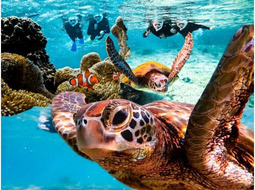 沖縄の磯遊び体験・ツアーの格安予約 【アクティビティジャパン
