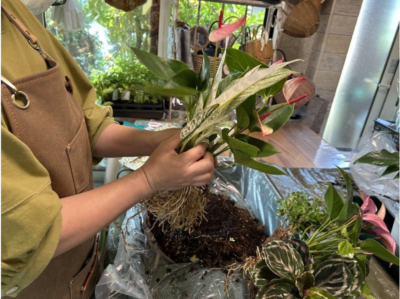 [Akita, Akita City] Gathering Plants Natural Style! Beginners, women, friends, couples, parents and children welcome! aoki_siki Gathering Plantsの紹介画像