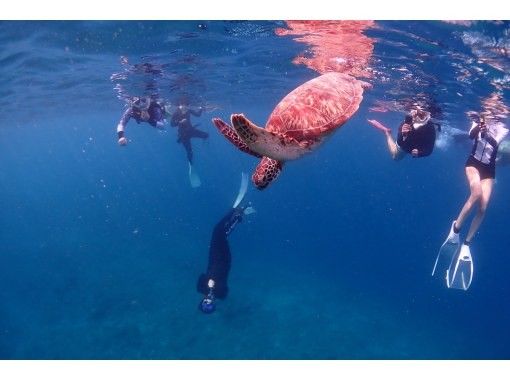 【沖縄・石垣島唯一無二】海亀と泳ぐ感動シュノーケル&times;バレルサウナ。海あがりに極上のととのいを味わう特別体験ツアー。の画像