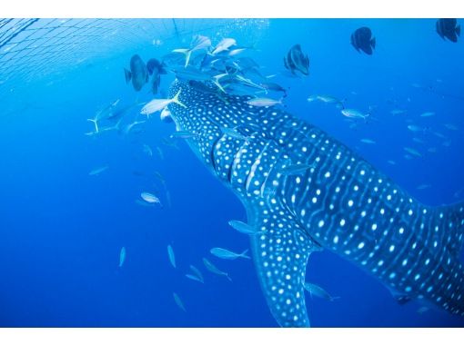 [Okinawa, Yomitan Village] "The thrill of swimming with whale sharks in Okinawa!" Why not create special memories with us?の画像