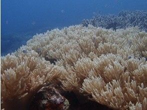 【沖縄本島・砂辺】空港・ホテル送迎付きのビーチダイビングで一日満喫！