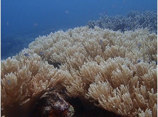 【沖縄本島・砂辺】空港・ホテル送迎付きのビーチダイビングで一日満喫！の画像