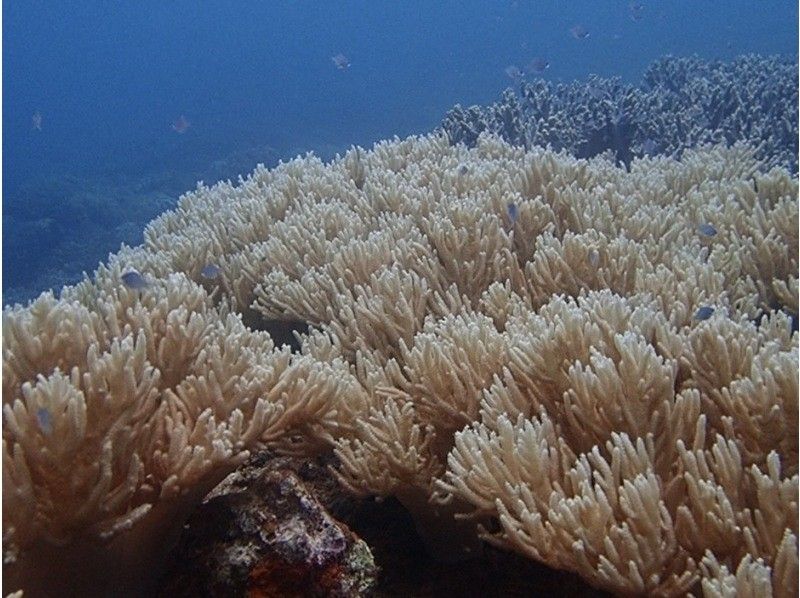 【沖縄本島・砂辺】空港・ホテル送迎付きのビーチダイビングで一日満喫！の紹介画像