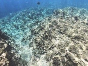 【沖縄本島・青の洞窟】空港・ホテル送迎付きのビーチダイビングで一日満喫！