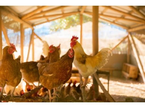 【大自然で「命をいただく」鶏の解体・食体験】大阪から特急で別世界へ！の画像